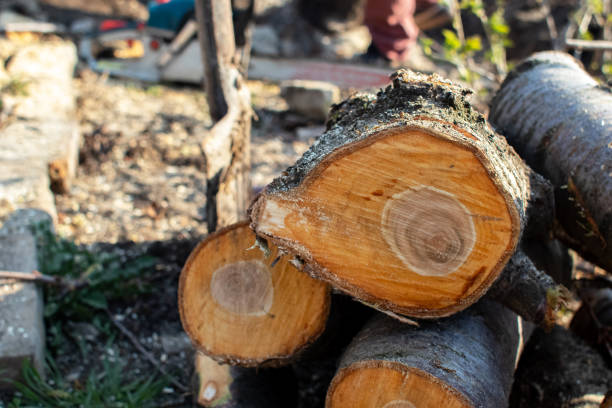 Best Tree Maintenance Programs  in Rimersburg, PA