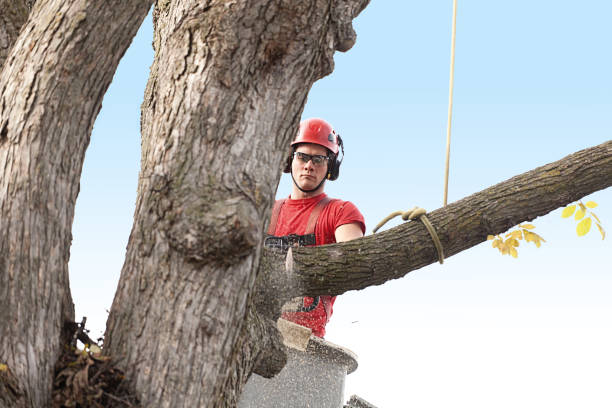 Best Hedge Trimming  in Rimersburg, PA